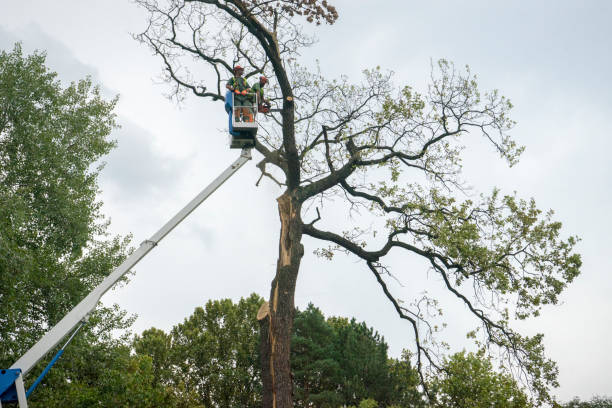 Best Tree Cabling and Bracing  in North Fork, CA