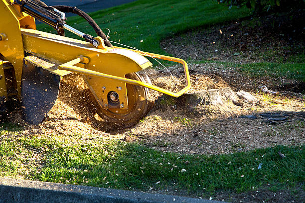 Best Hazardous Tree Removal  in North Fork, CA