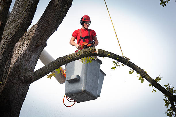 Why Choose Our Tree Removal Services in North Fork, CA?