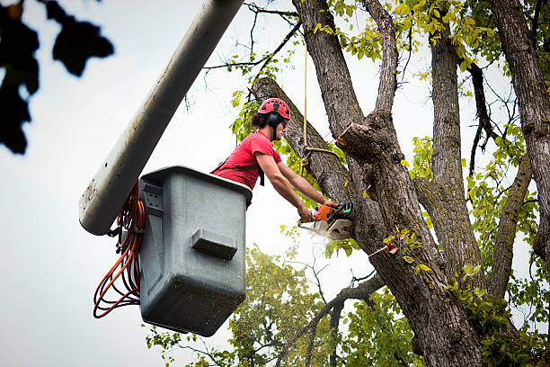 Trusted North Fork, CA  Tree Services Experts